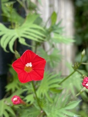 Ipomoea × multifida