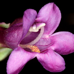 Penstemon patens
