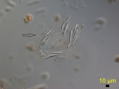 Quadrigula closteroides