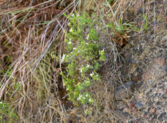 Arcytophyllum thymifolium