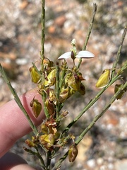 Polygala wittebergensis