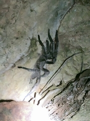 Chilobrachys
