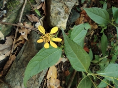 Indocypraea montana