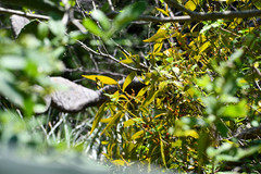 Phoradendron nervosum