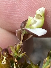 Polygala wittebergensis