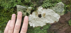 Phlyctis petraea