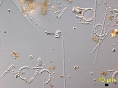 Scenedesmus