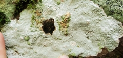 Phlyctis petraea