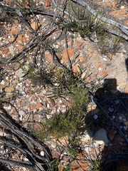 Polygala wittebergensis
