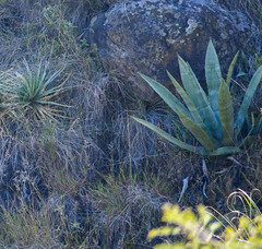 Agave cordillerensis
