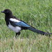 Black-billed Magpie - Photo (c) Vitalii Khustochka, some rights reserved (CC BY-NC)