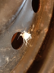 Engyodontium aranearum