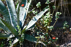 Agave cordillerensis