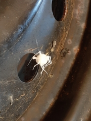 Engyodontium aranearum