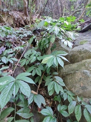 Elatostema stewardii