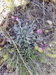 Astragalus utahensis