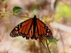 Danaus plexippus
