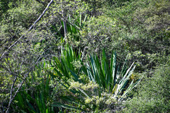 Furcraea andina