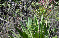 Furcraea andina