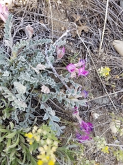Astragalus utahensis