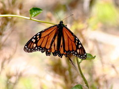 Danaus plexippus