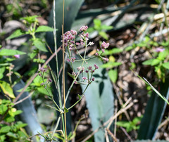 Alternanthera porrigens