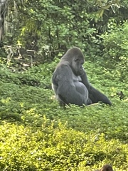 Gorilla