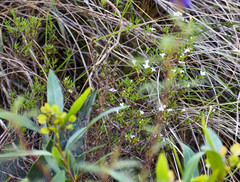 Arcytophyllum thymifolium