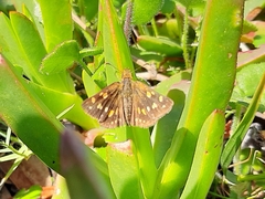 Metisella