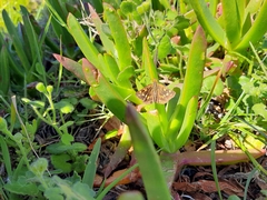 Metisella