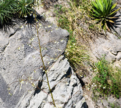 Furcraea andina