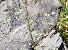 Furcraea andina