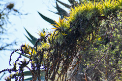 Tillandsia secunda
