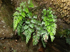 Asplenium richardii