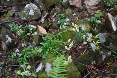 Hylotelephium verticillatum