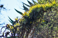 Tillandsia secunda