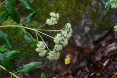 Hylotelephium verticillatum