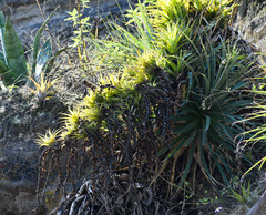 Tillandsia secunda