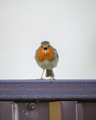Erithacus rubecula