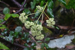 Hylotelephium verticillatum