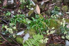 Hylotelephium verticillatum