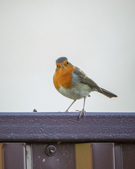 Erithacus rubecula