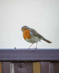 Erithacus rubecula