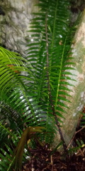 Dioon spinulosum