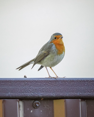 Erithacus rubecula