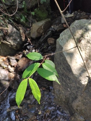 Trachelospermum axillare