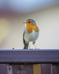 Erithacus rubecula