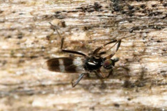 Tachydromia annulimana