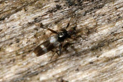 Tachydromia annulimana