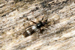 Tachydromia annulimana